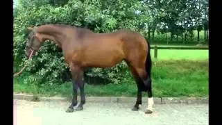 **SOLD TO USA** Crespo VDL x Indorado x Nimmerdor x Uppercut XX ~ Moving/standing video