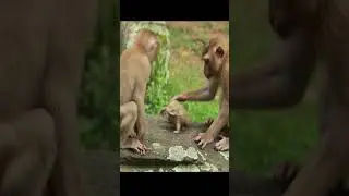 Amber Monkey playing with bullfrog #short 11