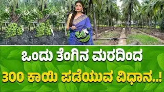 ಒಂದು ತೆಂಗು ಮರದಿಂದ 300 ಕಾಯಿ ಪಡೆಯುವ ವಿಧಾನ| High Yield Coconut Farming Tips