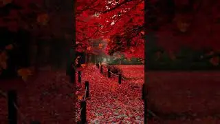 Dynamic red maple leaves in autumn
