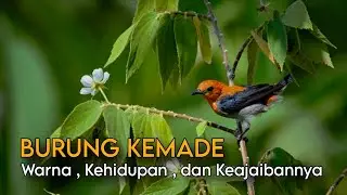 Burung Kemade: Dari Jenis, Habitat, hingga Perannya di Ekosistem