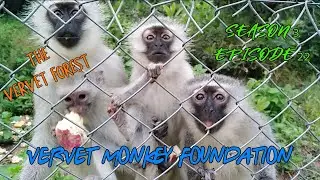 Meet the Mongoose , #babymonkey Terk returns to foster mom Malandro, season 3 ep 22