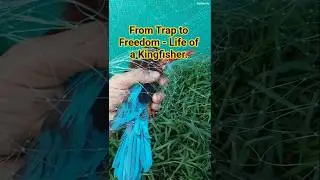 Kingfisher Bird Rescue | When humans choose to protect, nature smiles back #Shorts #Reels