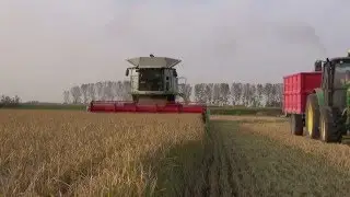 Raccolta Riso 2014. Claas Lexion 770 R750 Poluzzi HT900R8