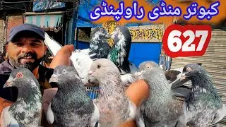 627 | Kabootar Mandi Rawalpindi | Today  31/1/2026 | Latest Update High Flying Pigeons Market Price