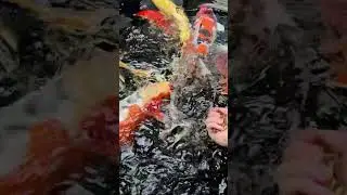 Hand feeding Black soldier flies to KOI 🎏