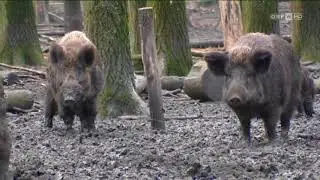 Lebendfallen f&uuml;r Wildschweine ORF Wien heute