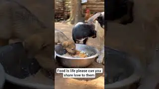 Can we be friends 🥺, can any body donate $10 to help us raise $2,100 for our shelter survive 🙏 🙏