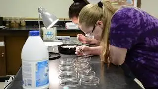 Undergraduate Research: Artemia salina toxicity