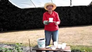 Cómo sementar ruibarbo. Teño unha horta en San Sadurniño.
