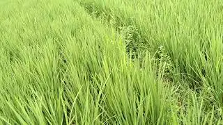 মাজরা মুক্ত ধান