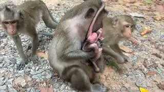 Warm congrats! Mom monkey Anna Gave Birth Cute Tiny Baby Newborn | Her Name Is Anika 