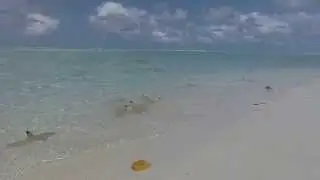 Haie am Strand. Malediven Sun Island Resort .