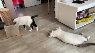 😼 Котята играют, сражаются друг с другом, кусая и прыгая
