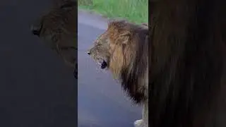 This means BACK off in LION - Kruger Park