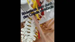 Foramina & L&ouml;cher der Wirbels&auml;ule einfach erkl&auml;rt 🧠💡