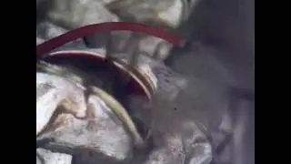 Barnacles feeding