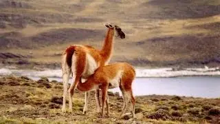 Guanaco | Saul Huenchul