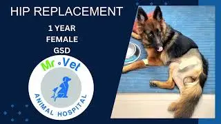 1 Year After Hip Replacement in Female German Shepherd: Recovery & Results