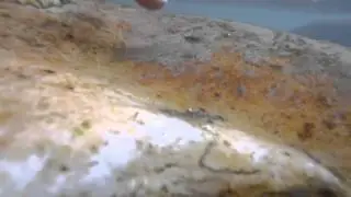 Nymphs