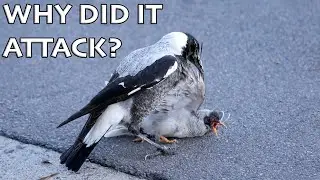 Juvenile Magpie attacks Noisy Miner - What is Redirected Aggression?