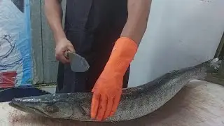 Amazing Barracuda fish Cutting & Chopping | Fish Filleting