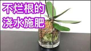 兰花 - 半水苔空心种植的浇水施肥，不烂根的方法 Watering orchid in Sphagnum moss