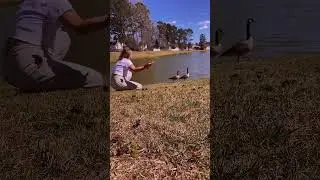 Explaining community rules to geese who aren't listening #fyp #foryou #pov
