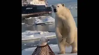 US Navy Men helped Bear Cub in Arctic Ocean #Bear #rescue  #arcticrescue #bearlife #usa #usnavy