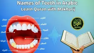 | Makharij ul Huroof | Lesson 04 | Name of teeth in Arabic | Learn Quran | Use Teeth in Makharij