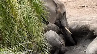 Mother Elephant Shows Hidden Water Source