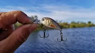 Tiny Lure Challenge!! Micro Crankbait Catches Tons Of Fish!