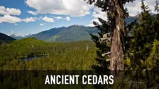 Ancient Cedars Trail - Whistler, BC