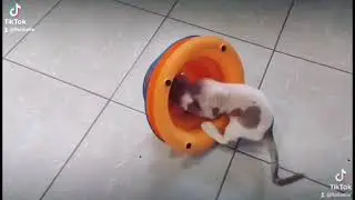 Devon rex baby girl Hoya 3 month