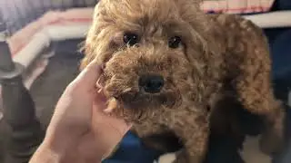 Rosie's Red Toy/Mini Poodle Litter Oliver 🖤 Olivia 🤍 Maple 🍁 Eve 💛newsomesroyalk9sandkittensl.com