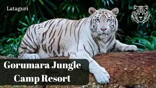 I Conquered the Gorumara Wilderness - My Journey Garumara Jungle Camp Resort