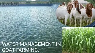 POND LINER | SHETTALE | GOAT FARMING | GOAT FARMING TIPS  |SHELIPALAN | WATER MANAGEMENT|GOAT FARM |