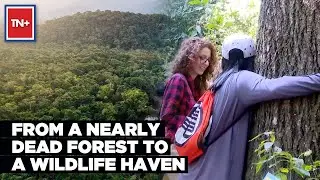 How Brazil&rsquo;s Atlantic Forest Overcame Near Extermination, Now Boasts Lush Pastures Full Of Wildlife