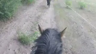 horse riding through the woods GoPro3 video, galopping, trail riding Germany