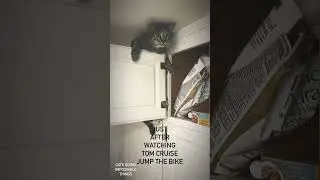 🚀🐱 Mission Impossible: Cat's Epic Stunt...Did Our Chewy Bill Skyrocket?💰