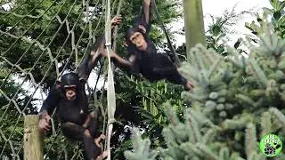 Chimpanzee Besties Stevie and Annie Playfight