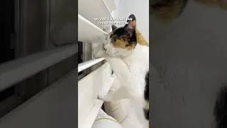 How my cat acts when strangers are outside vs. inside 😅 #calicocat