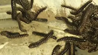 millipede &ldquo;INVASION&rdquo; (how to get rid of them)