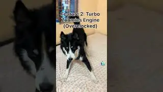 Simbaa Performance Review &ndash; Episode 3 🔥🐶 | Ultra Savage Roast Edition