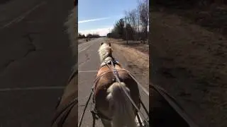 Gracie on the road   14.2 H reg Haflinger mare 10 yr for sale