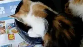 PiLu e Luna: i gatti che ringhiano