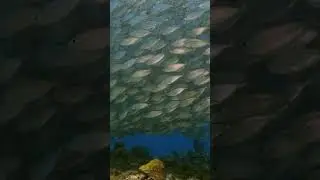 School of Fish: Nature&rsquo;s Hypnotic Underwater Ballet #schooloffish #fish #oceanlife #ocean #amazing