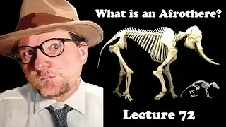 Lecture 72 What is an Afrothere?