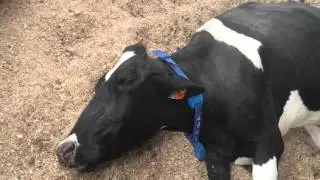 Cow Sleeping Peacefully on UK Compost Bedded Pack Barn