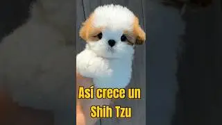 &iexcl;As&iacute; es como crece un Shih Tzu!